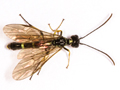 Cephus pygmeus